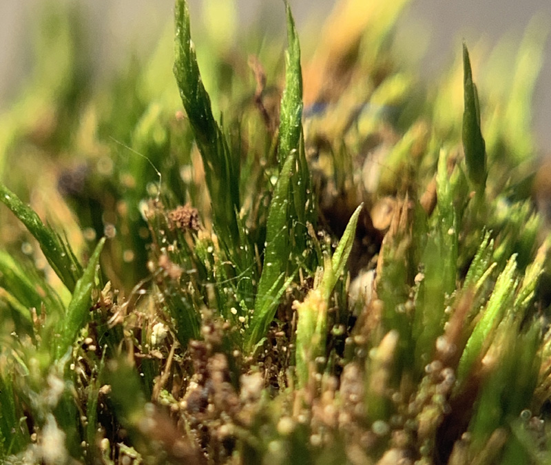 Campylopus schimperi